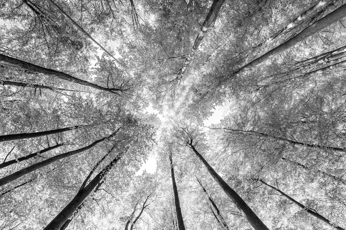 Trees in black and white | The Jewel Concierge