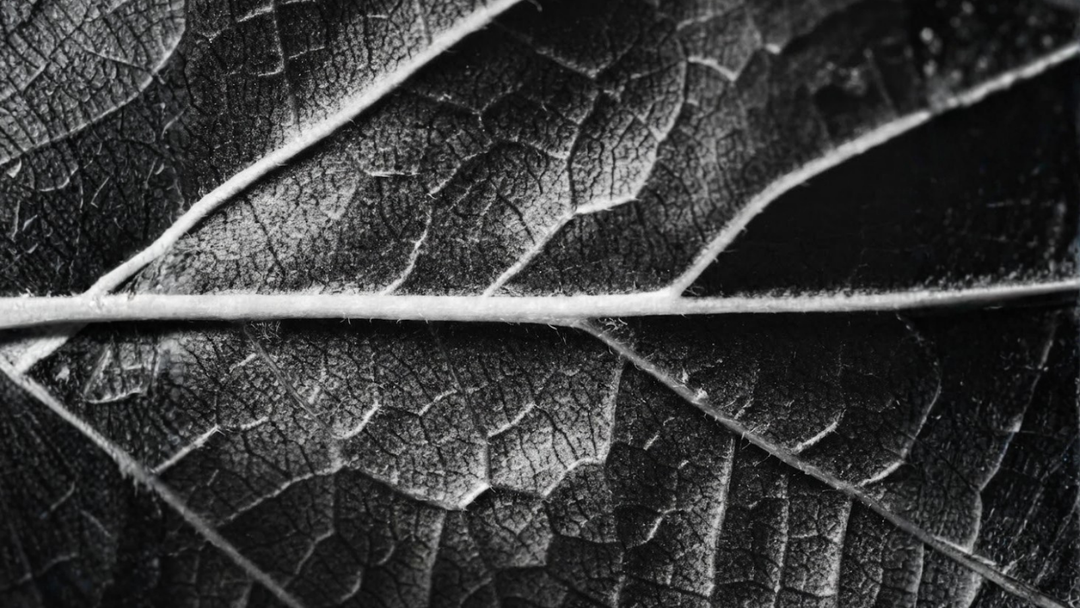 Close-up of a leaf with detailed vein patterns in black and white.