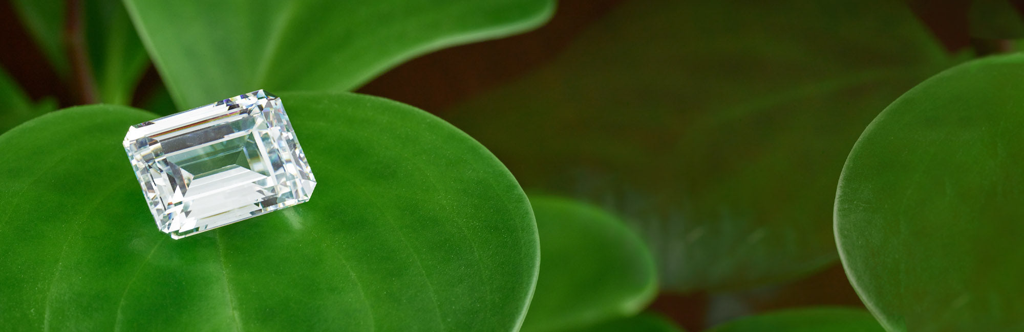 emerald diamond on a green leaf